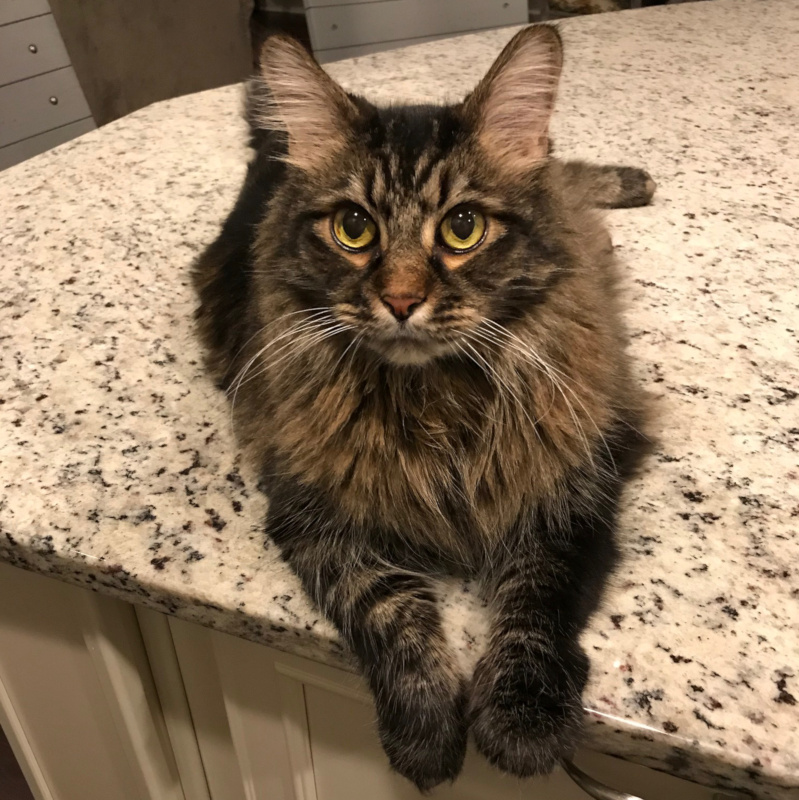 beautiful Maine Coon cat